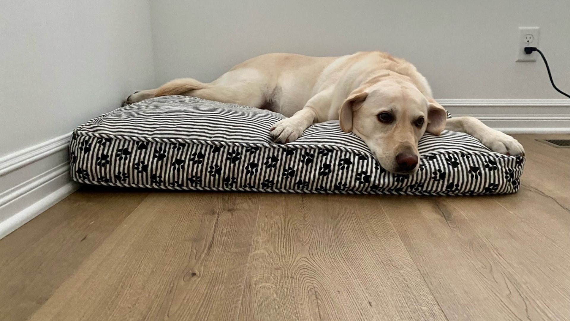 Pet friendly flooring